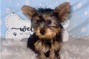 Link - Yorkshire Terrier - Yorkie for sale