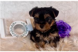 Andrew - puppy for sale