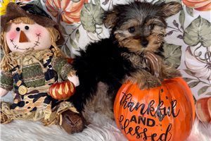 Miriam - Yorkie for sale