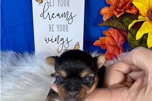 Daphne - puppy for sale