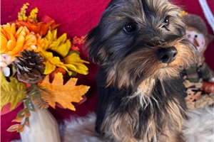 Davey - Yorkie for sale