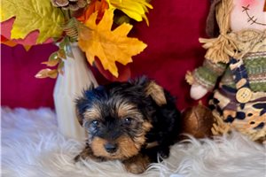 Darvin - Yorkshire Terrier - Yorkie for sale