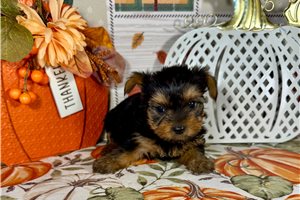 Kinsley - Yorkshire Terrier - Yorkie for sale