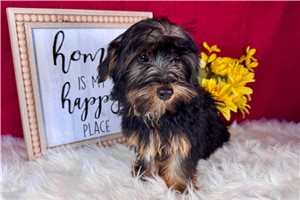 Davey - Yorkshire Terrier - Yorkie for sale