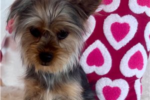 Pippa - Yorkshire Terrier - Yorkie for sale