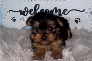 Kielee - Yorkshire Terrier - Yorkie for sale