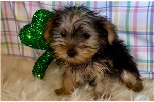 Henna - Yorkshire Terrier - Yorkie for sale