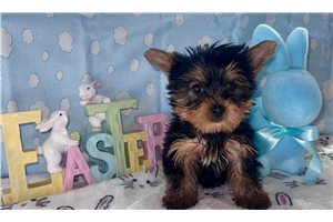 Link - Yorkshire Terrier - Yorkie for sale