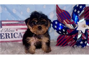 Haylee - Yorkshire Terrier - Yorkie for sale