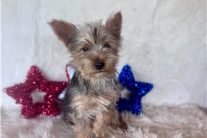 Ashby - Yorkshire Terrier - Yorkie for sale