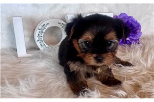 Natalie - Yorkshire Terrier - Yorkie for sale