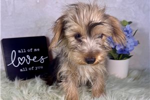 Jinks - Yorkshire Terrier - Yorkie for sale
