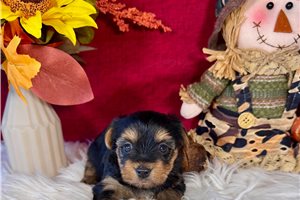 Heidi - Yorkie for sale