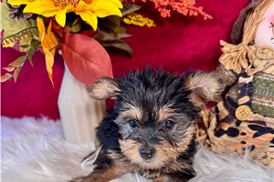 Darby - Yorkshire Terrier - Yorkie for sale