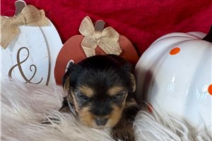 Darby - Yorkshire Terrier - Yorkie for sale