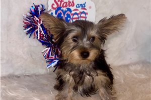 Link - Yorkshire Terrier - Yorkie for sale