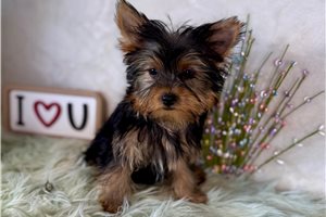 Jillian - Yorkshire Terrier - Yorkie for sale