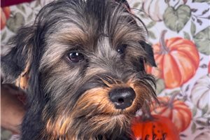 Davey - Yorkshire Terrier - Yorkie for sale