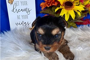 Nikki - Yorkshire Terrier - Yorkie for sale