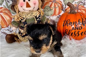 Darris - Yorkshire Terrier - Yorkie for sale