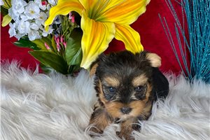 Miriam - Yorkshire Terrier - Yorkie for sale