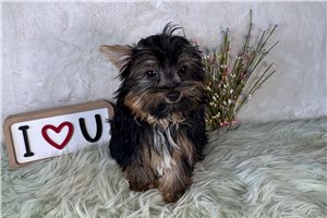 Dale - Yorkshire Terrier - Yorkie for sale