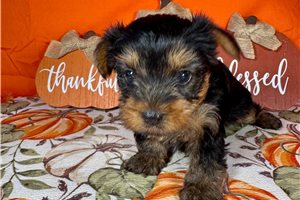 Kamryn - puppy for sale