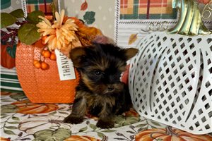 Ford - Yorkie for sale