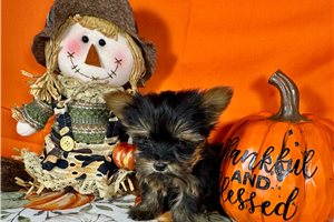 Ford - Yorkie for sale