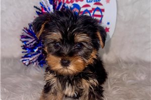 Andrew - Yorkshire Terrier - Yorkie for sale