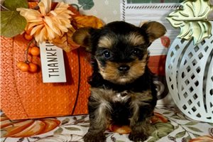 Prissy - Yorkie for sale