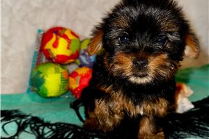 Dixie - Yorkshire Terrier - Yorkie for sale