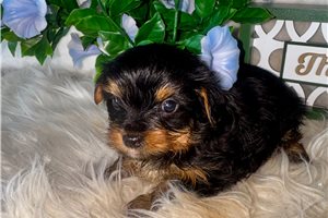 Danelle - puppy for sale