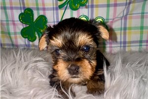 Lois - Yorkshire Terrier - Yorkie for sale