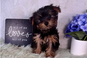 Dixie - Yorkshire Terrier - Yorkie for sale