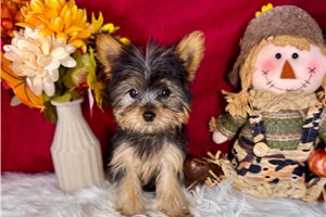 Miranda - Yorkie for sale