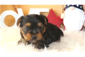 Gunner - Yorkshire Terrier - Yorkie for sale