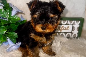 Burt - Yorkshire Terrier - Yorkie for sale