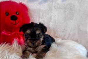 Daniel - Yorkshire Terrier - Yorkie for sale