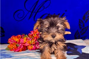 Dixie - puppy for sale