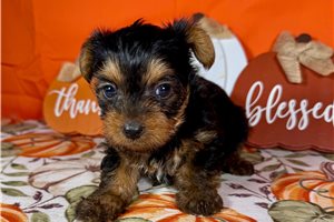Kris - Yorkie for sale
