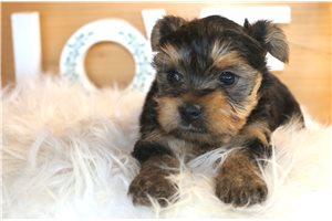 Kelpie - Yorkshire Terrier - Yorkie for sale
