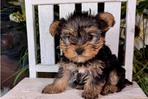 Miriam - Yorkshire Terrier - Yorkie for sale