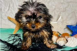 Chester - Yorkshire Terrier - Yorkie for sale