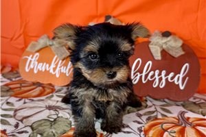 Flossy - Yorkie for sale