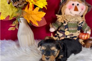 Holden - Yorkie for sale