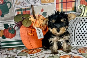 Florence - Yorkie for sale