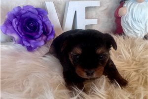 Chester - Yorkshire Terrier - Yorkie for sale