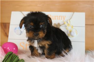 Sonya - Yorkshire Terrier - Yorkie for sale