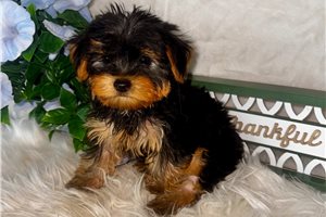 Angus - Yorkshire Terrier - Yorkie for sale